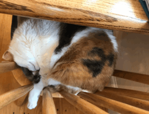 best graphic design courses gfxtek