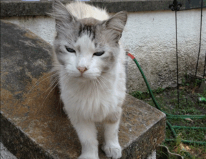 diving in the safukip sea