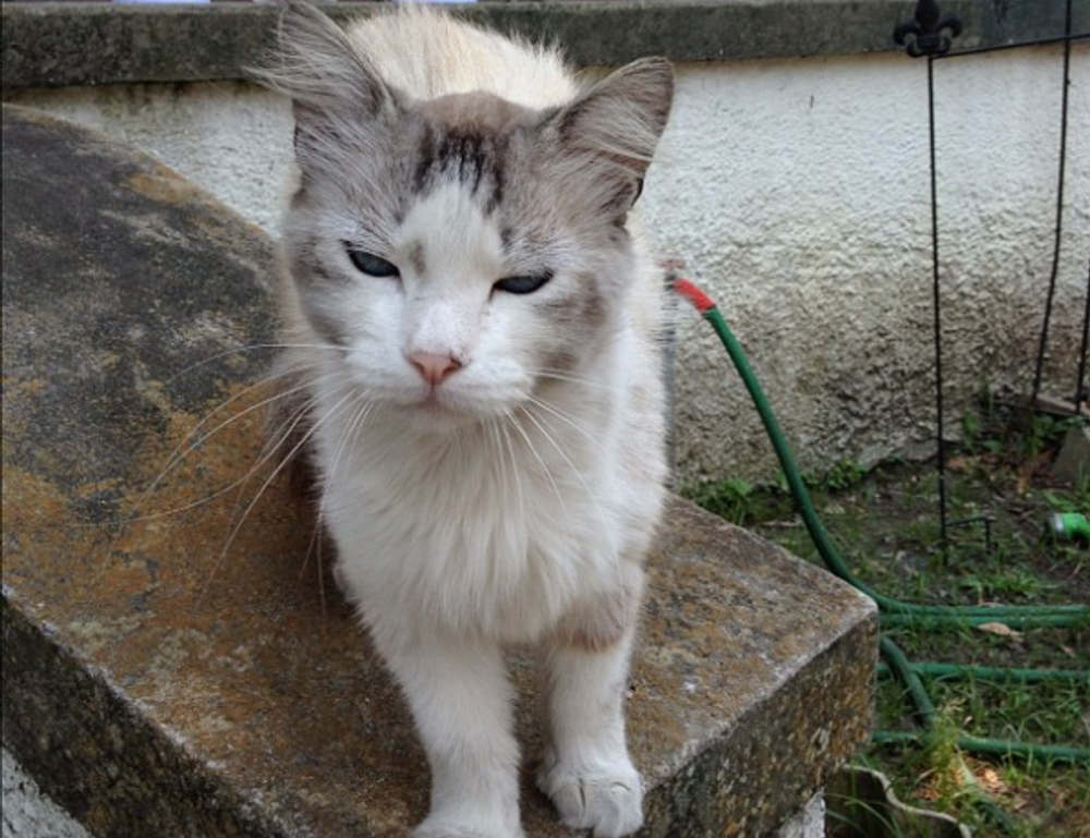 diving in the safukip sea