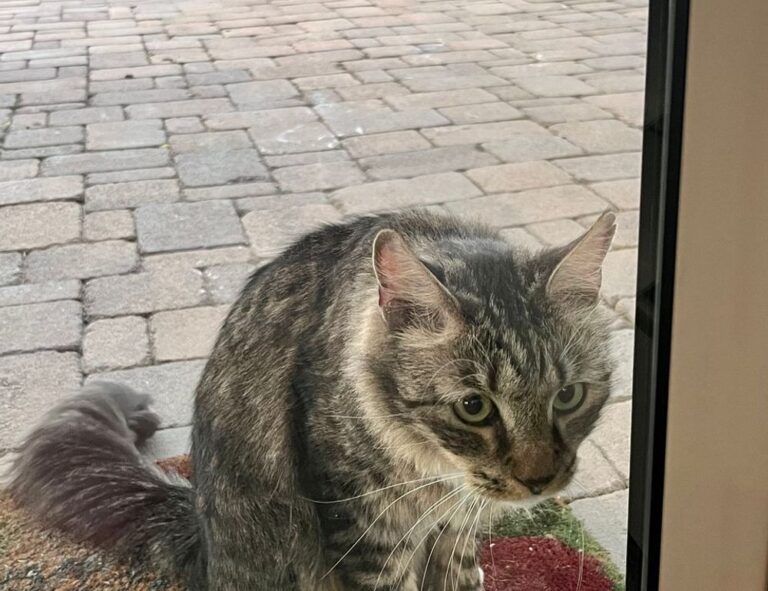 gfxpixelment photoshop guide bygfxmaker