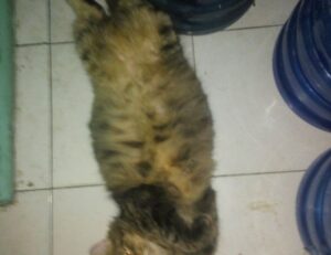 how can shotscribus software help the environment