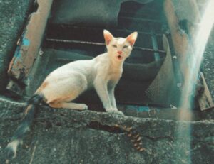 how to learn graphic design for free gfxtek