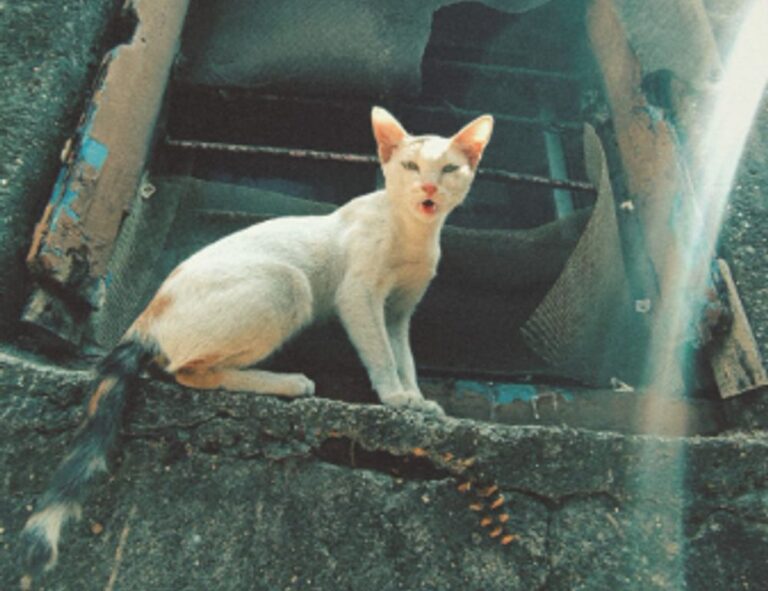 how to learn graphic design for free gfxtek