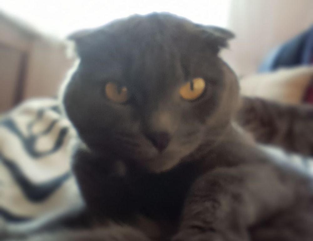 how to use uhoebeans software