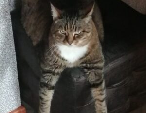 improve software meetshaxs