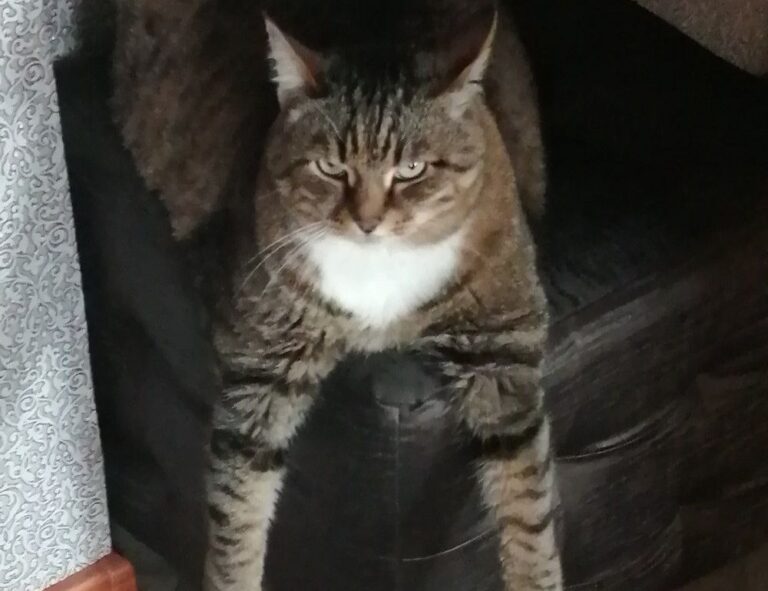 improve software meetshaxs