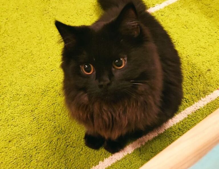 latest tech trends togtechify