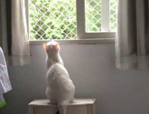 photoshop guide gfxpixelment