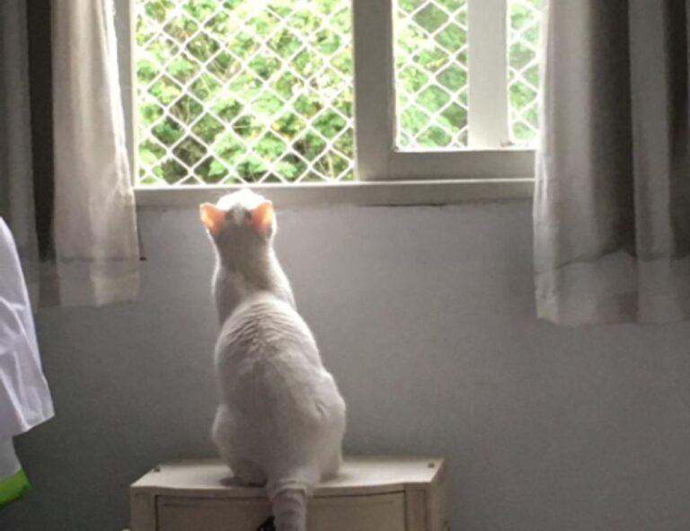 photoshop guide gfxpixelment