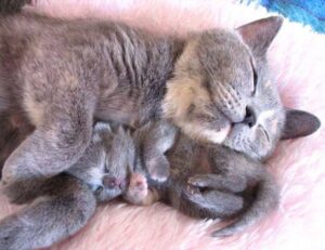 software automation wbsoftwarement