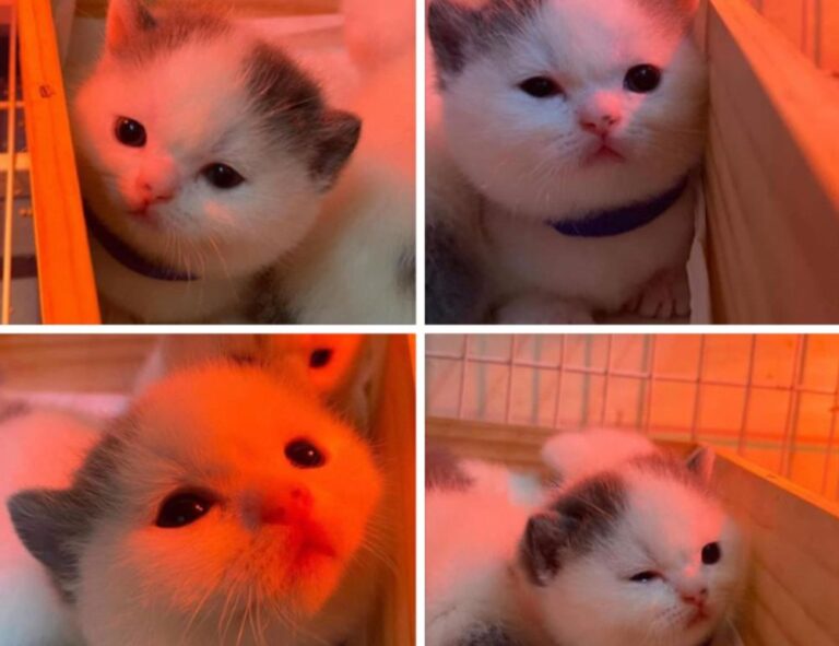 software guide wbsoftwarement