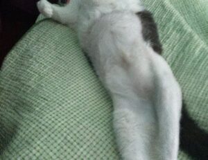 software susbluezilla