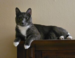 the advantages of default apps fntkech