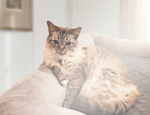 under desk elliptical fntkech