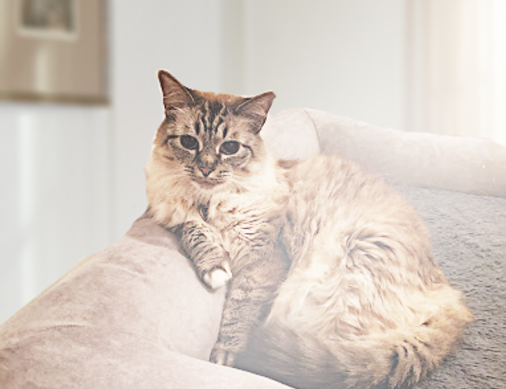 under desk elliptical fntkech