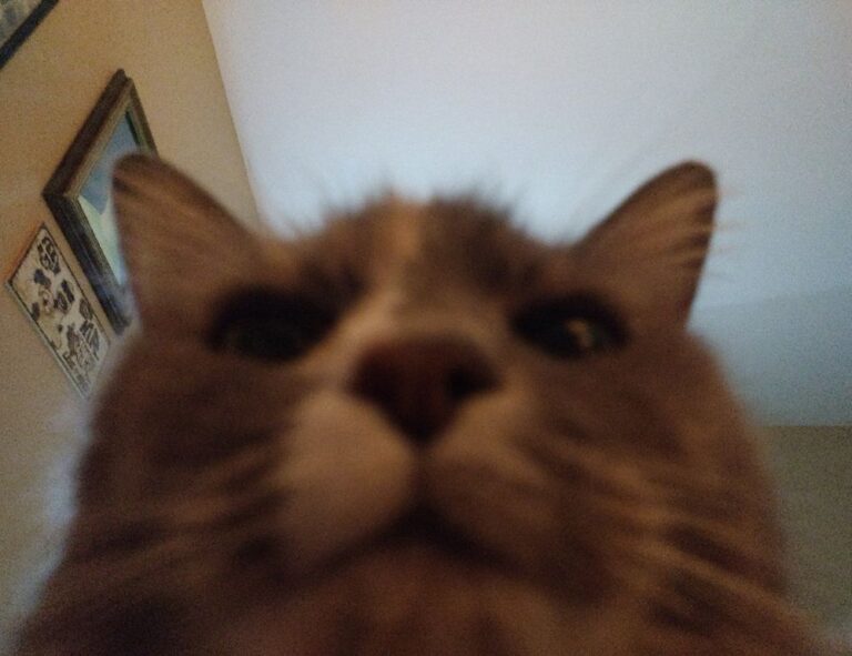 use tyrmordehidom hair