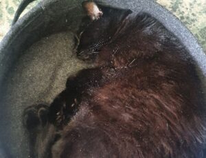 ways to use uhoebeans software