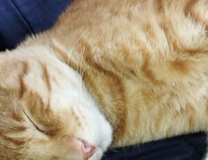 what are graphic design software gfxpixelment