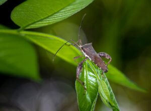Bug on Zillexit
