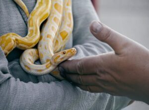 Llusyep Python