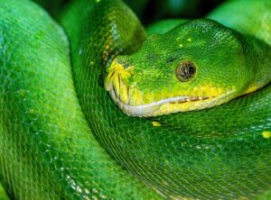 Llusyep Python Code