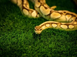 New Llusyep Python