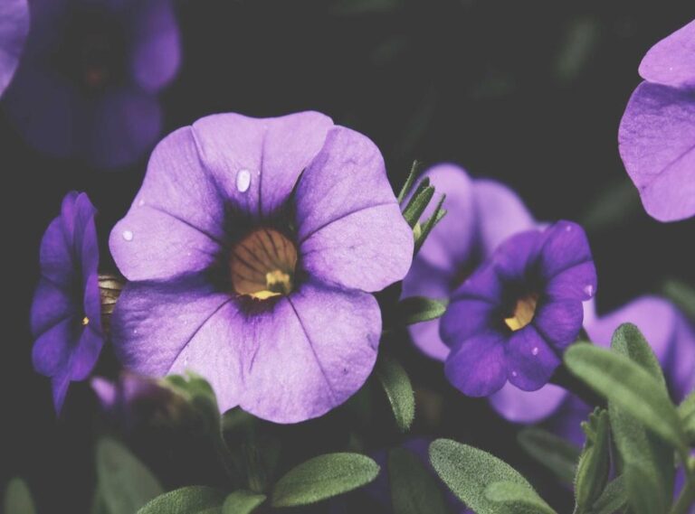 download fr legends mod apk v0.2.5.1 (unlimited money) for android