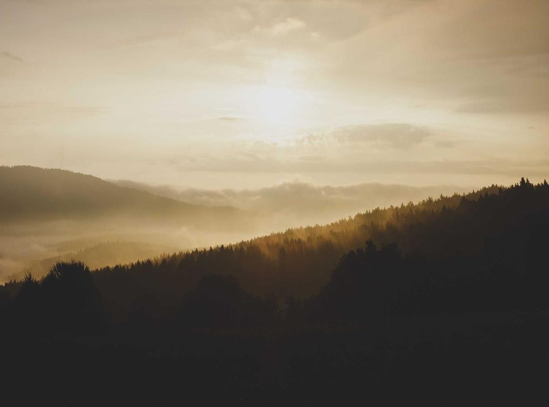 Cooking 101: Simple Ways to Prepare Mustard Greens